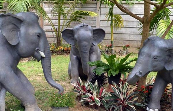 CM43 elephants
